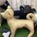 画像7: ［送料無料］型紙 豆柴犬トルソー 骨型付 新作パターン