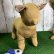 画像4: ［送料無料］ 型紙　小型ねこ　トルソー　魚型付き　ねこちゃん