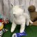 画像3: ［送料無料］ 型紙　ねこ　トルソー　魚型付き